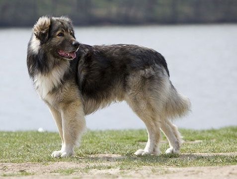 Carpathian Shepherd Dog