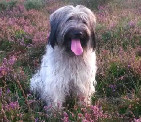 Catalan Sheepdog