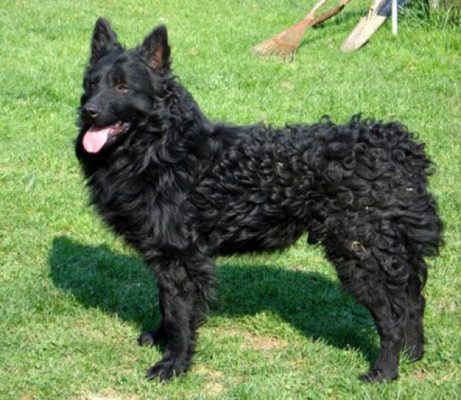Croatian Sheepdog