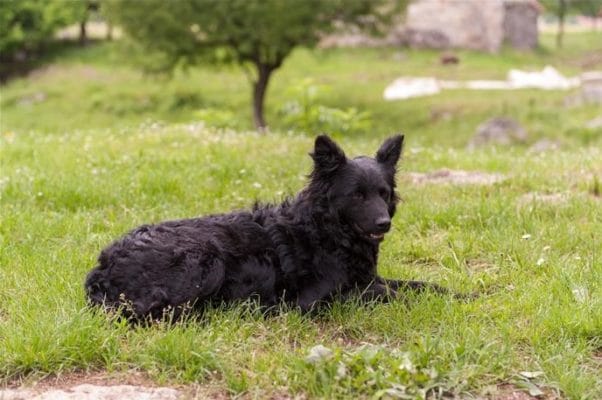 Croatian Sheepdog
