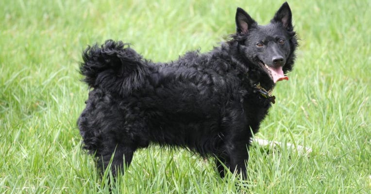Croatian Sheepdog