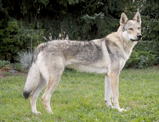 Czechoslovakian Wolfdog