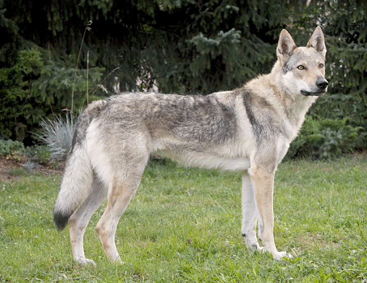 Czechoslovakian Wolfdog