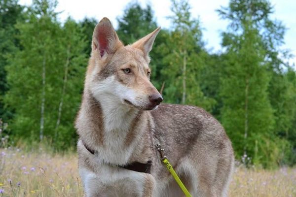 Czechoslovakian Wolfdog