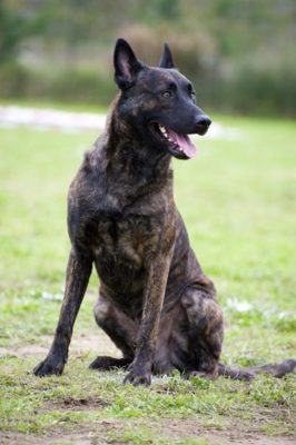 Dutch Shepherd