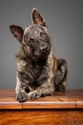 Dutch Shepherd