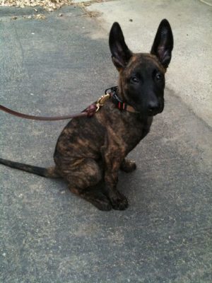 Dutch Shepherd