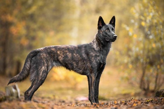 Dutch Shepherd