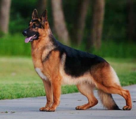 German Shepherd