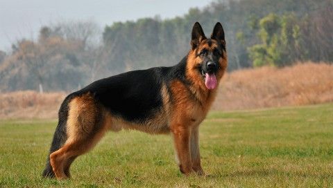 German Shepherd