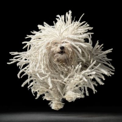 Komondor