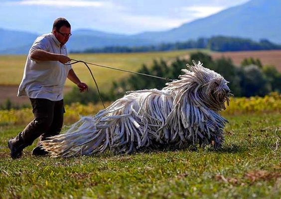 Komondor