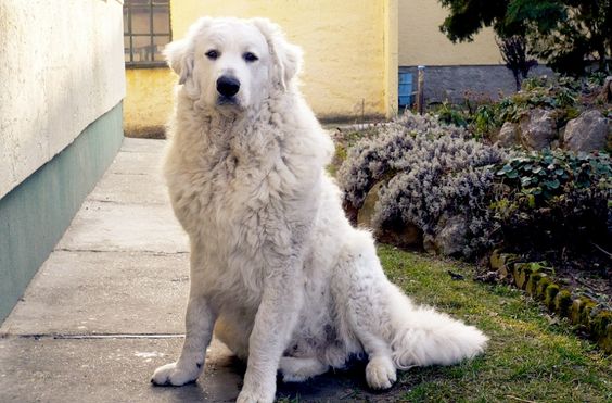 Kuvasz