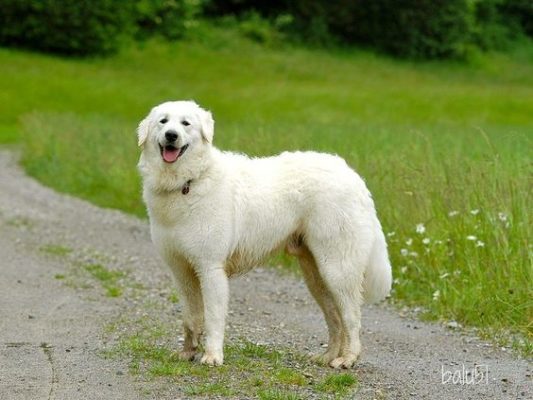 Kuvasz