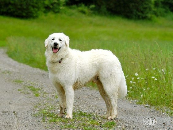 Kuvasz