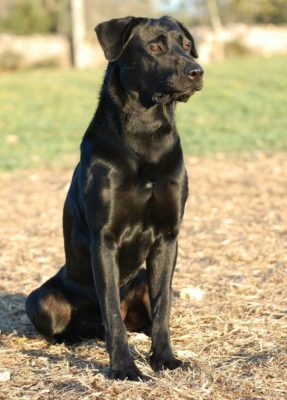 Majorca Shepherd Dog