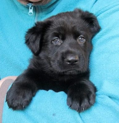Majorca Shepherd Dog