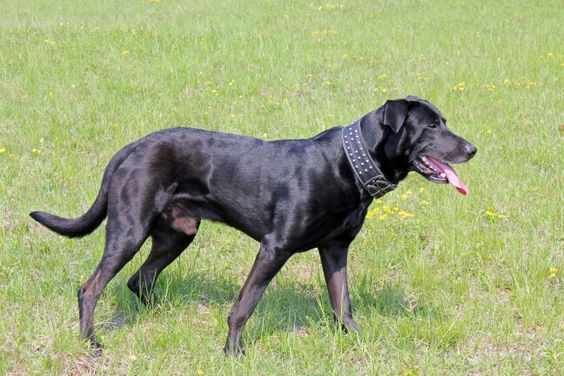 Majorca Shepherd Dog