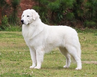 Maremmano-Abruzzese Sheepdog