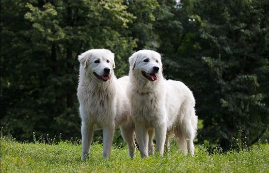 Maremmano-Abruzzese Sheepdog