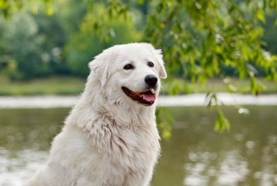 Maremmano-Abruzzese Sheepdog