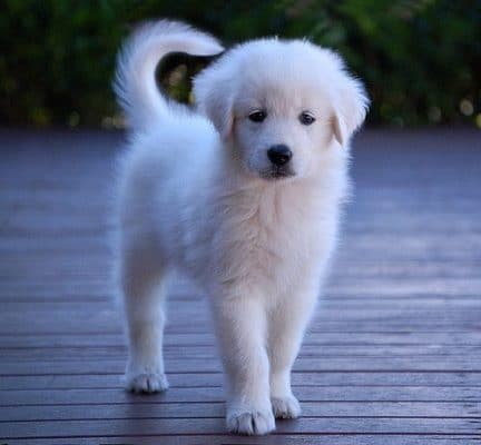 Maremmano-Abruzzese Sheepdog