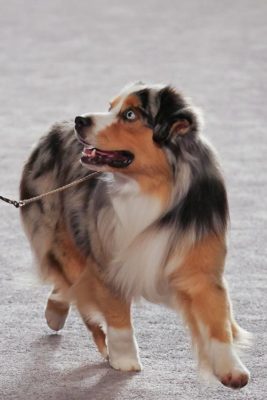 Miniature American Shepherd