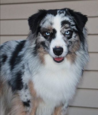Miniature American Shepherd