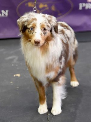 Miniature American Shepherd
