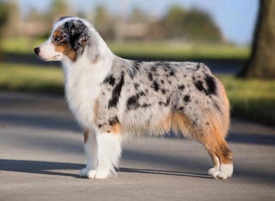 Miniature American Shepherd
