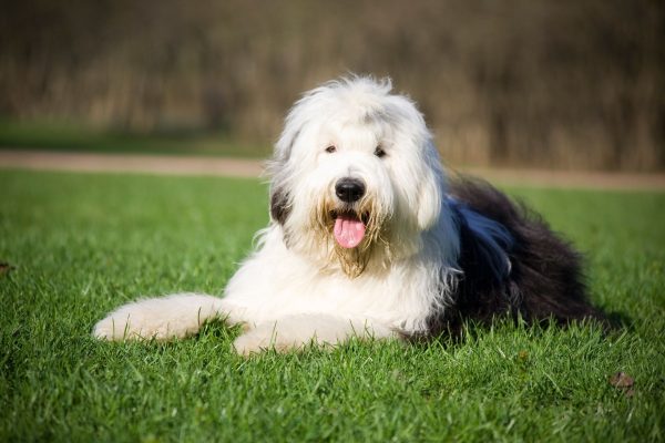 Old English Sheepdog (Bobtail)
