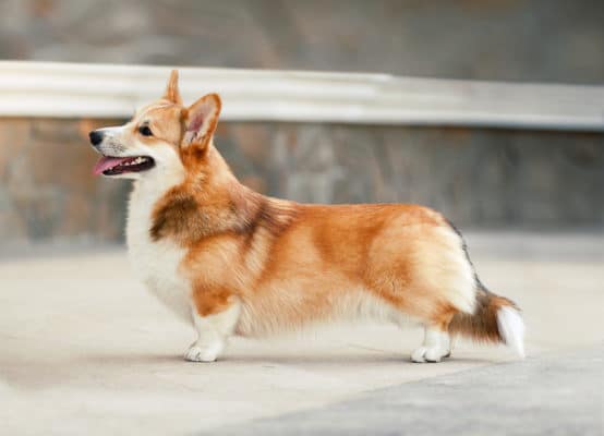 Pembroke Welsh Corgi