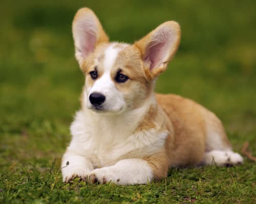 Pembroke Welsh Corgi