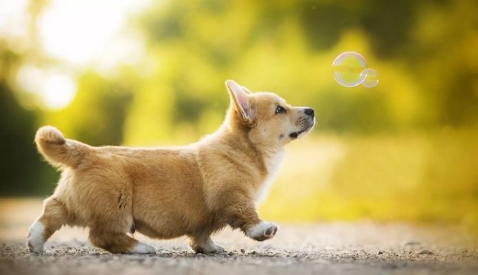 Pembroke Welsh Corgi