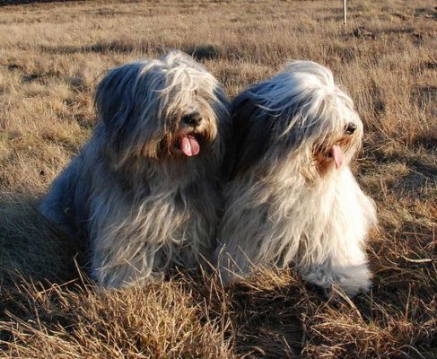 Polish Lowland Sheepdog
