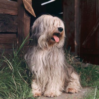 Polish Lowland Sheepdog