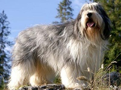Polish Lowland Sheepdog