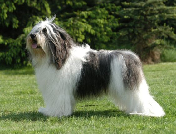 Polish Lowland Sheepdog