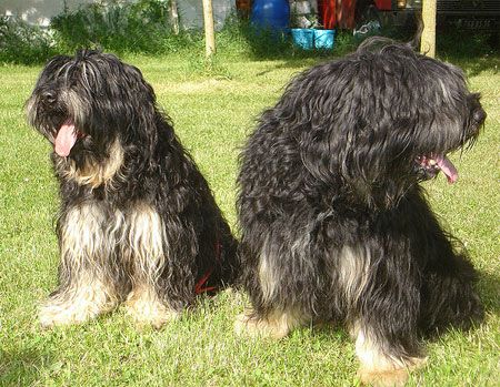 Portuguese Sheepdog
