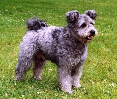 Pumi