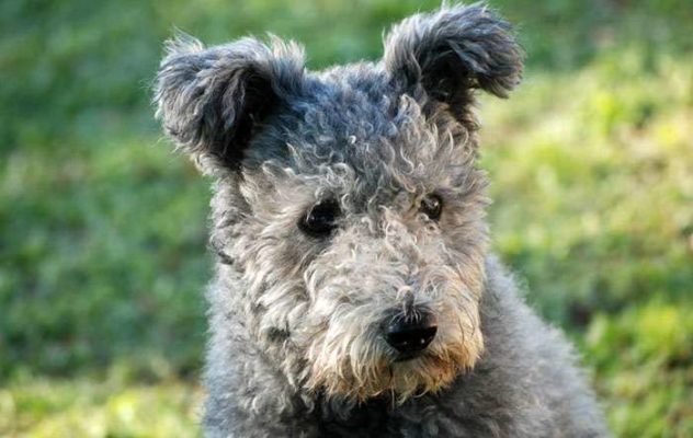 Pumi