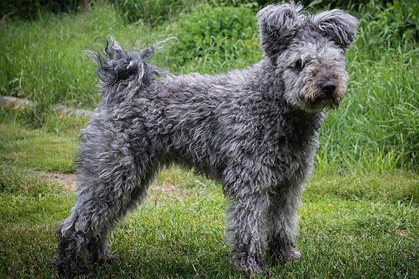 Pumi