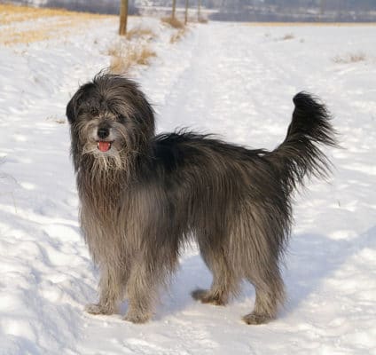 Pyrenean Sheepdog