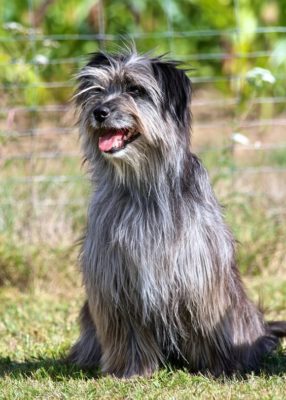Pyrenean Sheepdog