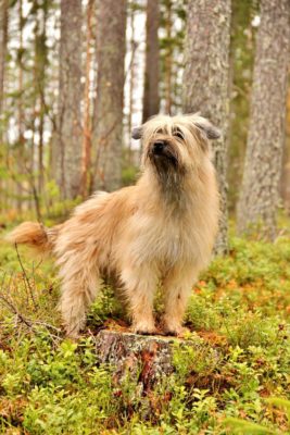 Pyrenean Sheepdog