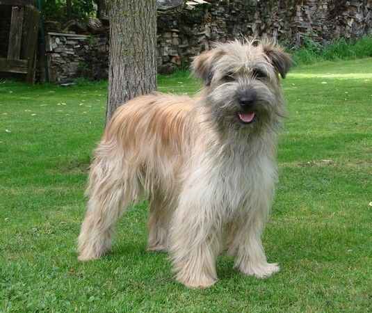 Pyrenean Sheepdog
