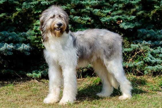 Romanian Mioritic Shepherd Dog