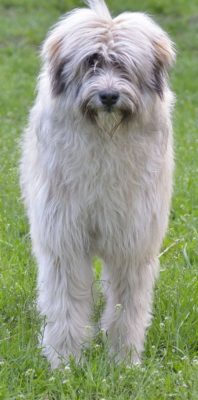 Romanian Mioritic Shepherd Dog