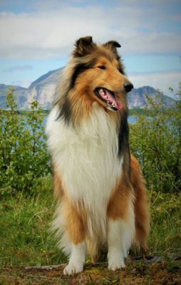 Rough Collie