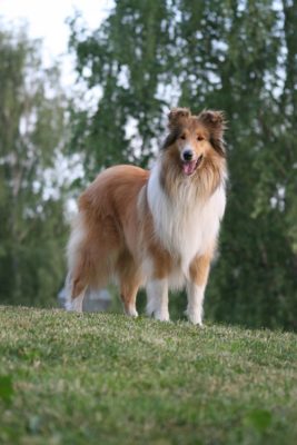 Rough Collie